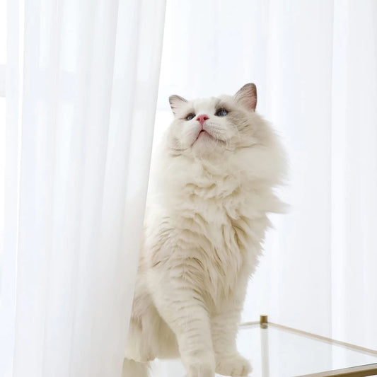 Rideau en Tulle Transparent